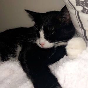 Meet your Posher, Morgan